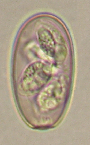 ../Images/IRR191.jpg