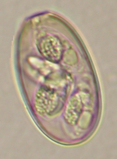 ../Images/IRR192.jpg