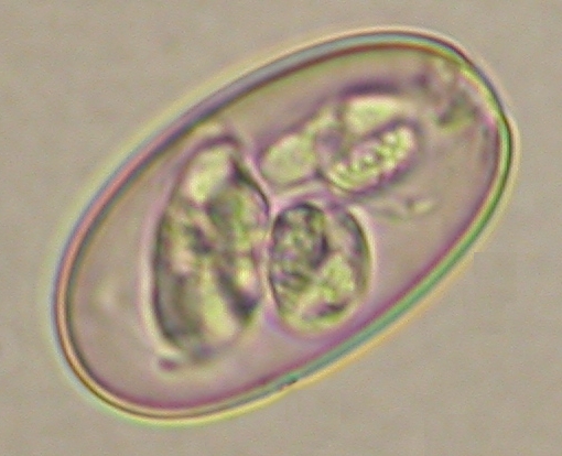 ../Images/IRR195.jpg
