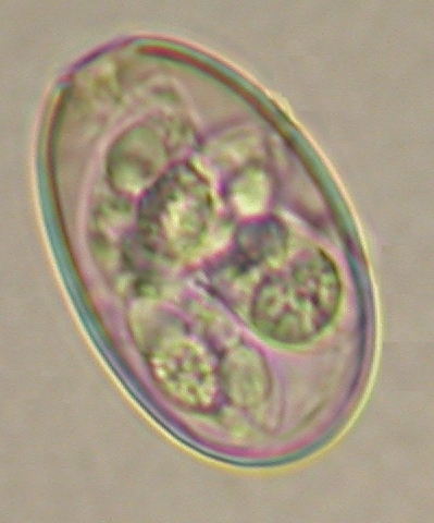 ../Images/IRR196.jpg