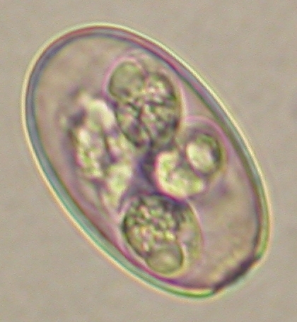 ../Images/IRR197.jpg
