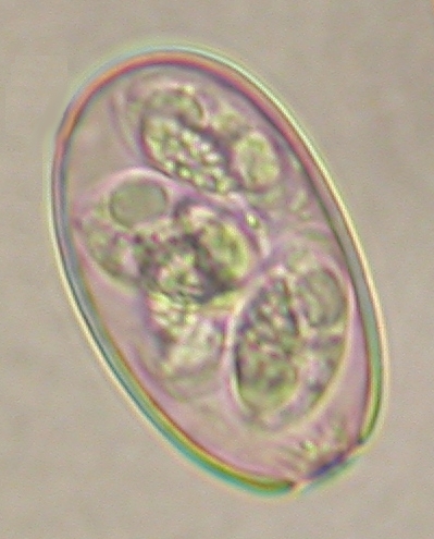 ../Images/IRR199.jpg