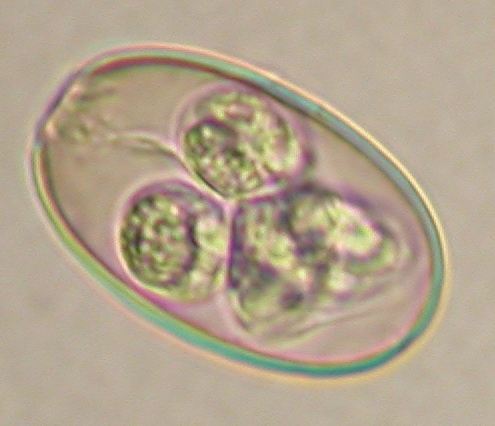 ../Images/IRR225.jpg