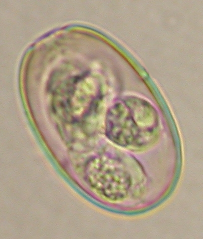 ../Images/IRR250.jpg