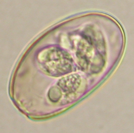 ../Images/IRR252.jpg