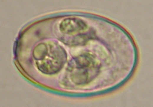 ../Images/IRR260.jpg