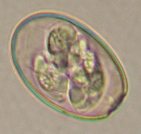 ../Images/IRR265.jpg