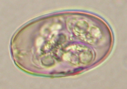 ../Images/IRR294.jpg