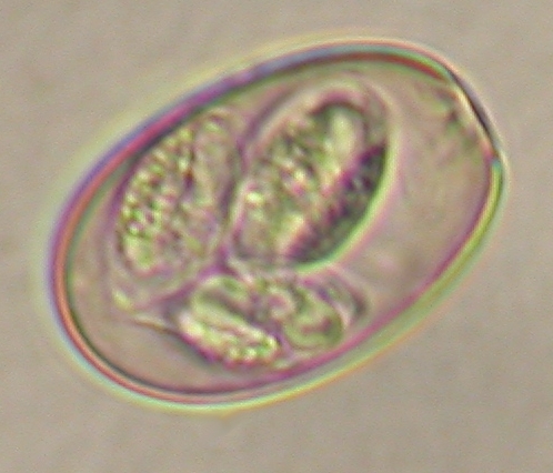 ../Images/IRR295.jpg
