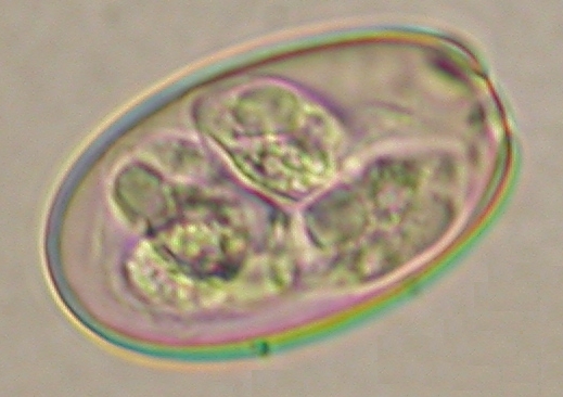 ../Images/IRR304.jpg