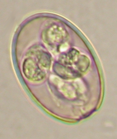 ../Images/IRR313.jpg