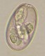 Thumbs/tn_IRR103.jpg