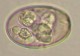 Thumbs/tn_IRR108.jpg