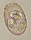 Thumbs/tn_IRR115.jpg