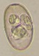 Thumbs/tn_IRR116.jpg