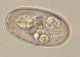 Thumbs/tn_IRR117.jpg
