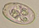 Thumbs/tn_IRR119.jpg