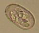 Thumbs/tn_IRR124.jpg