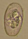 Thumbs/tn_IRR125.jpg