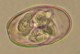 Thumbs/tn_IRR126.jpg