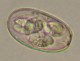 Thumbs/tn_IRR129.jpg