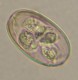 Thumbs/tn_IRR132.jpg