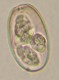 Thumbs/tn_IRR135.jpg