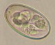 Thumbs/tn_IRR136.jpg