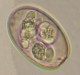 Thumbs/tn_IRR137.jpg