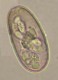 Thumbs/tn_IRR139.jpg
