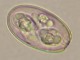 Thumbs/tn_IRR141.jpg