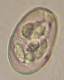 Thumbs/tn_IRR142.jpg