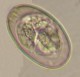 Thumbs/tn_IRR143.jpg