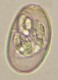 Thumbs/tn_IRR145.jpg