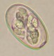 Thumbs/tn_IRR160.jpg