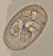 Thumbs/tn_IRR165.jpg