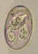 Thumbs/tn_IRR172.jpg