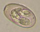 Thumbs/tn_IRR194.jpg