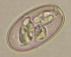 Thumbs/tn_IRR195.jpg