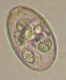 Thumbs/tn_IRR196.jpg