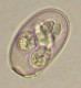Thumbs/tn_IRR208.jpg