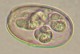 Thumbs/tn_IRR212.jpg