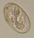 Thumbs/tn_IRR223.jpg