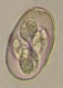 Thumbs/tn_IRR224.jpg