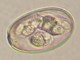 Thumbs/tn_IRR226.jpg
