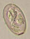Thumbs/tn_IRR232.jpg