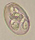 Thumbs/tn_IRR233.jpg