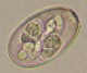 Thumbs/tn_IRR241.jpg