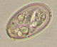 Thumbs/tn_IRR247.jpg