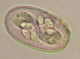 Thumbs/tn_IRR254.jpg